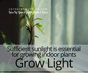 Sufficient sunlight is essential for growing indoor plants. Use a grow light.