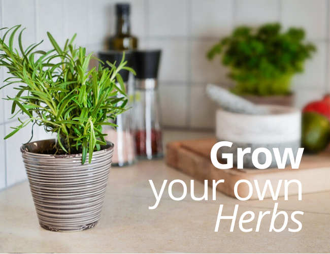 Grow your own herbs