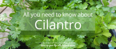 All You Need to Know About Cilantro