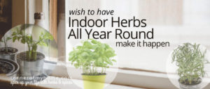 Grow indoor herbs year round