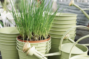 Chives grow best in moist but well-drained soil and they are very easy to look after with minimal attention