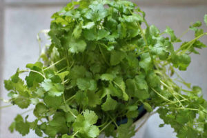 Cilantro is one of the fastest growing herbs that grow well in shade.