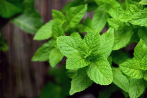 Mint is an herb that can grow in shade or sun
