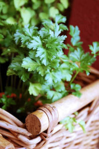 Parsley is rich in antioxidant and important nutrients that are Vitamin K, A and C.