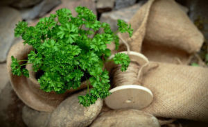 Grown as an annual herb, parsley is one of those herbs that can put up with almost any condition